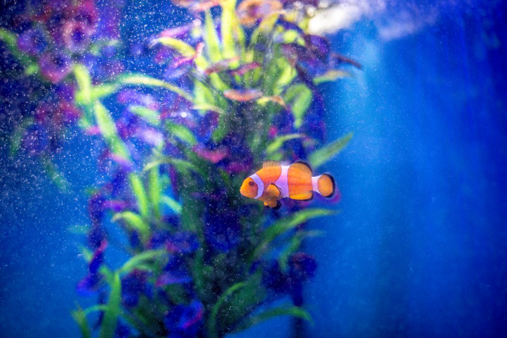 Sunshine Coast Ultimate Aquarium