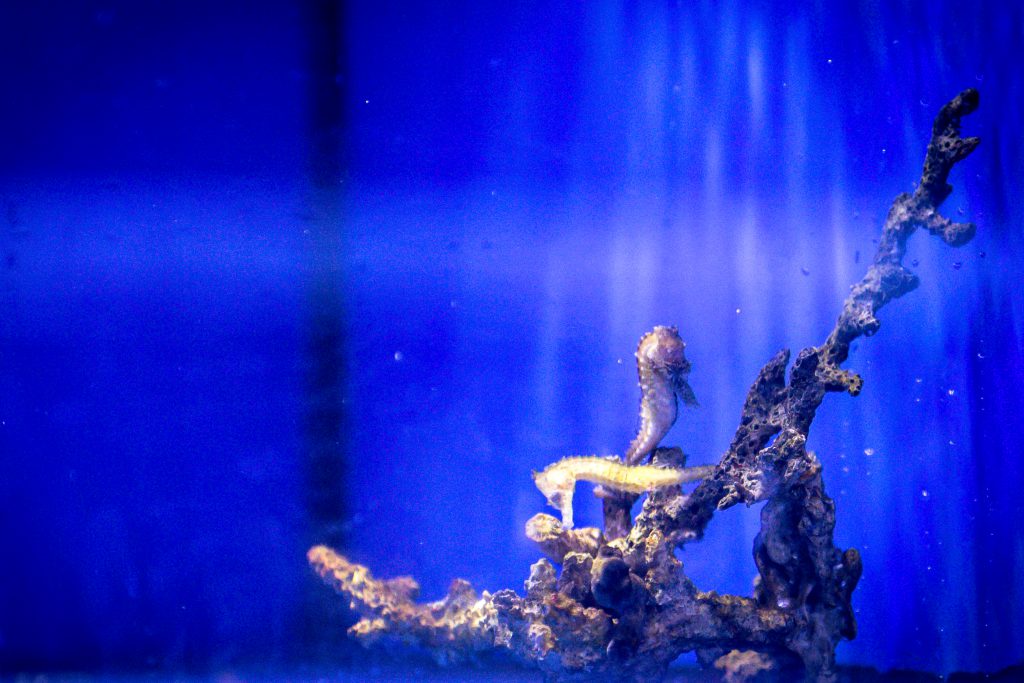 Brisbane Ultimate Aquarium